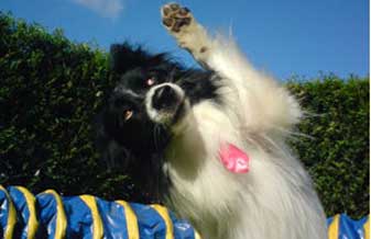 Lobatos Adestramento - Foto 1