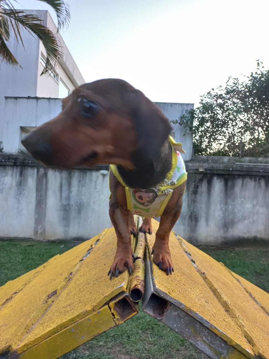 Interação com Cães - Foto 2