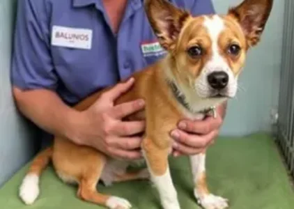 Últimas noticias de Recreio dos Bandeirantes