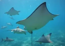 presença de arraias