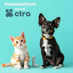 castração gratuita